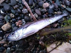 Merluccius productus