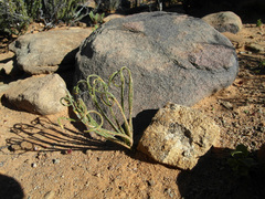 Albuca viscosa
