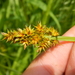 Carex alopecoidea - Photo 由 Colin Chapman-Lam 所上傳的 (c) Colin Chapman-Lam，保留部份權利CC BY-NC
