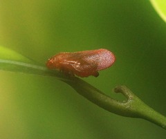 Eoscarta eos