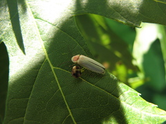 Photinus marginellus