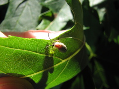 Photinus marginellus