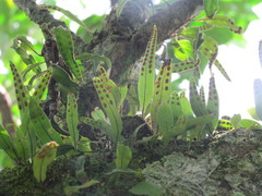 Pleopeltis panamensis