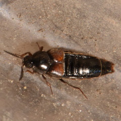 Aleochara