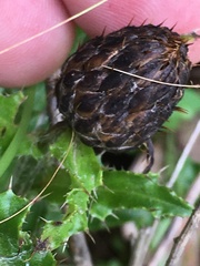 Cirsium repandum