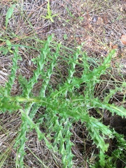 Cirsium repandum