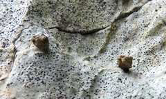 Pyrgodomus microdinus