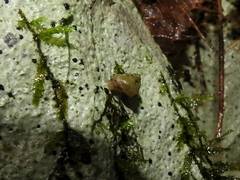 Pyrgodomus microdinus