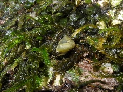Pyrgodomus microdinus