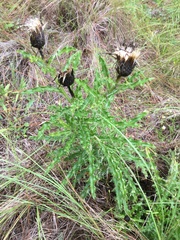 Cirsium repandum