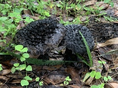 Strobilomyces strobilaceus image