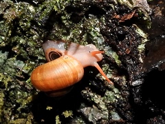 Neocyclotus dysoni