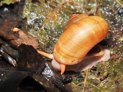 Neocyclotus dysoni