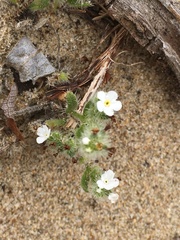 Cryptantha leiocarpa