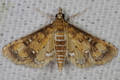 Niphograpta albiguttalis