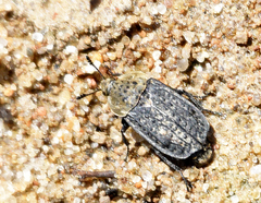 Thanatophilus lapponicus