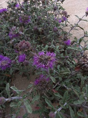 Monardella undulata