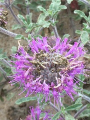 Monardella undulata