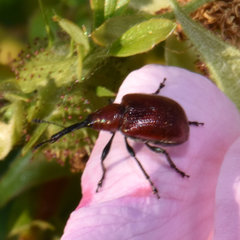 Merhynchites bicolor