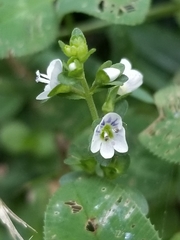 Veronica serpyllifolia serpyllifolia