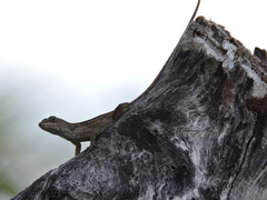 Anolis