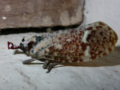 Phrictus moebiusi