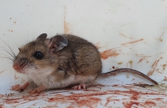 Peromyscus labecula