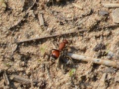 Dasymutilla nigripes