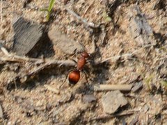 Dasymutilla nigripes