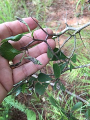 Crataegus uniflora