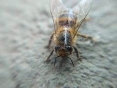 Apis mellifera
