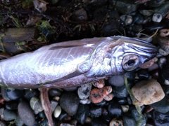 Merluccius productus