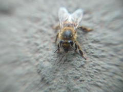 Apis mellifera