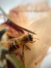 Apis mellifera
