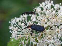 Calochromus perfacetus