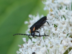 Calochromus perfacetus