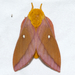 Anisota virginiensis - Photo (c) Owen Strickland,  זכויות יוצרים חלקיות (CC BY), הועלה על ידי Owen Strickland