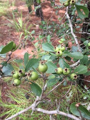Crataegus uniflora