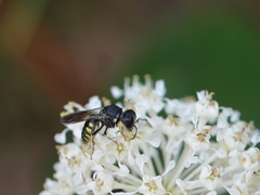 Anacrabro ocellatus ocellatus