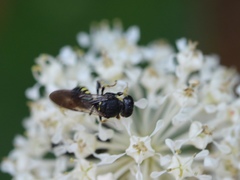 Anacrabro ocellatus ocellatus