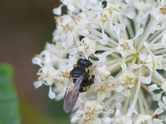 Anacrabro ocellatus ocellatus