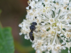 Anacrabro ocellatus ocellatus