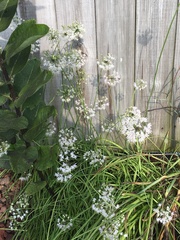 Allium cernuum