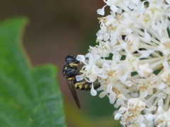 Anacrabro ocellatus ocellatus