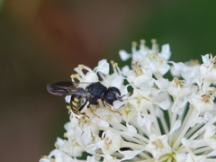 Anacrabro ocellatus ocellatus