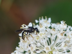 Anacrabro ocellatus ocellatus