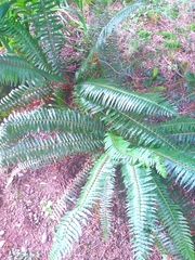 Polystichum munitum