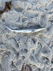 Carcharhinus brevipinna