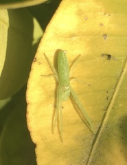 Cetratus