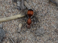 Dasymutilla nigripes